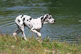 DOGUE ALLEMAND 073